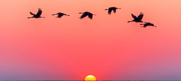 الذكاء الاصطناعي يرصد إصابات محتملة بإنفلونزا الطيور