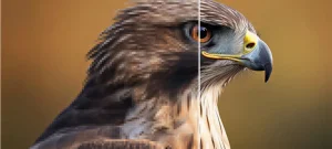 تطبيق تصفية الصور